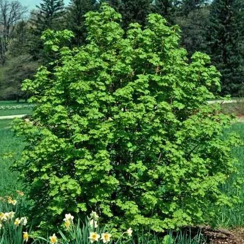 thumbnail for publication: Acer grandidentatum: Bigtooth Maple